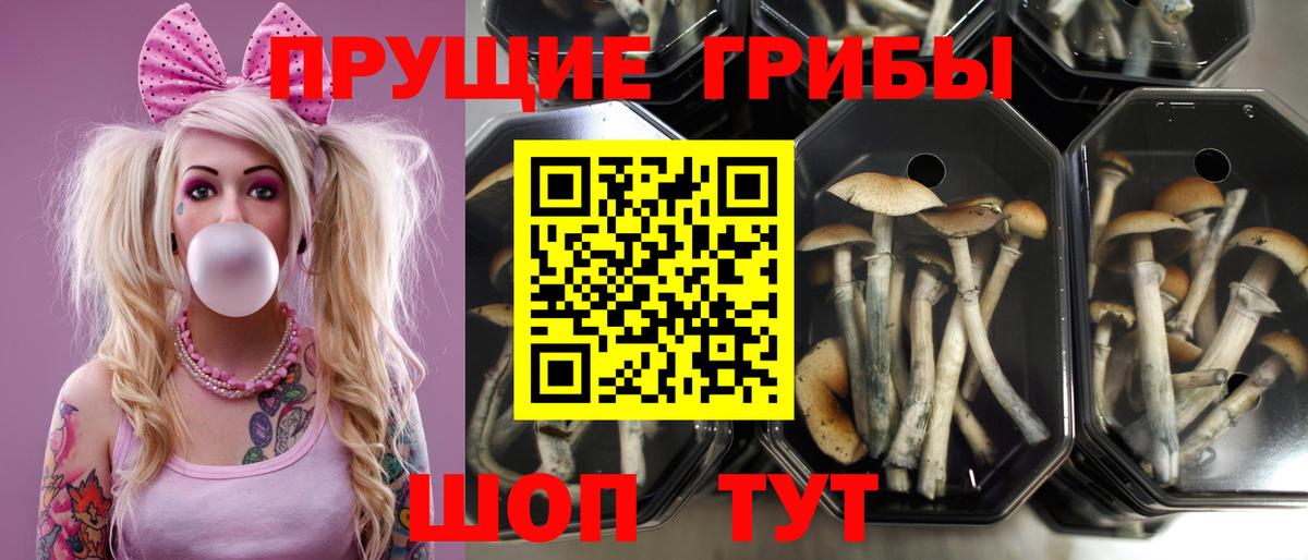 Гатчина  Псилоцибиновые грибы Psilocybe  купить наркотик  Псилоцибиновые грибы мицелий  Вход с VPN 